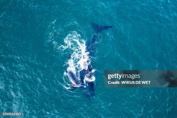 This aerial view shows southern right whales swimming off the coast of Infanta, near the Breede River estuary, on October 21, 2022.