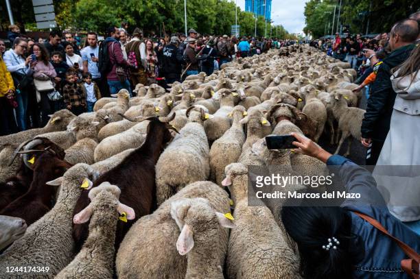 Flock of sheep pass through the city center during the annual Transhumance festival. The Transhumance Festival is a traditional event with thousands...