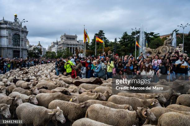 Flock of sheep pass through the city center during the annual Transhumance festival. The Transhumance Festival is a traditional event with thousands...