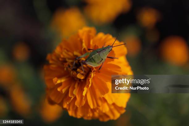 Grasshopper on a Cempasúchil flower in Tláhuac, Mexico City, on the eve of the Day of the Dead in Mexico. The cempasúchil flower symbolises the Day...