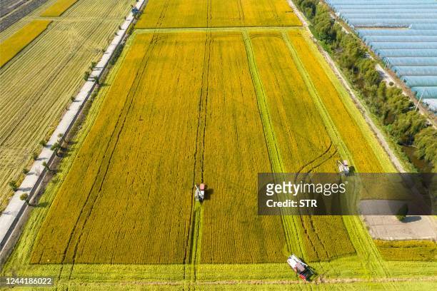 This aerial photo taken on October 23, 2022 shows farmers harvesting rice during harvest season in Taizhou in China's eastern Jiangsu province. -...
