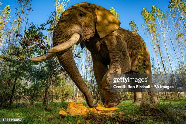 Shaka, a 31-year-old African elephant smashes a pumpkin into pieces with his feet to eat the treat left by keepers in the Willow Field enclosure at...