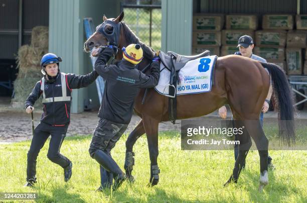Jockey Craig Williams says hello to his Melbourne Cup ride, Hoo Ya Mal before riding him at trackwork at Werribee Racecourse on October 25, 2022 in...