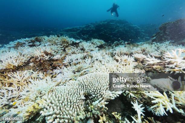 Photo taken on Sept. 30 shows a bleached coral reef at a depth of around 7 meters in Sekisei Lagoon off Kohamajima Island in the southern Japan...