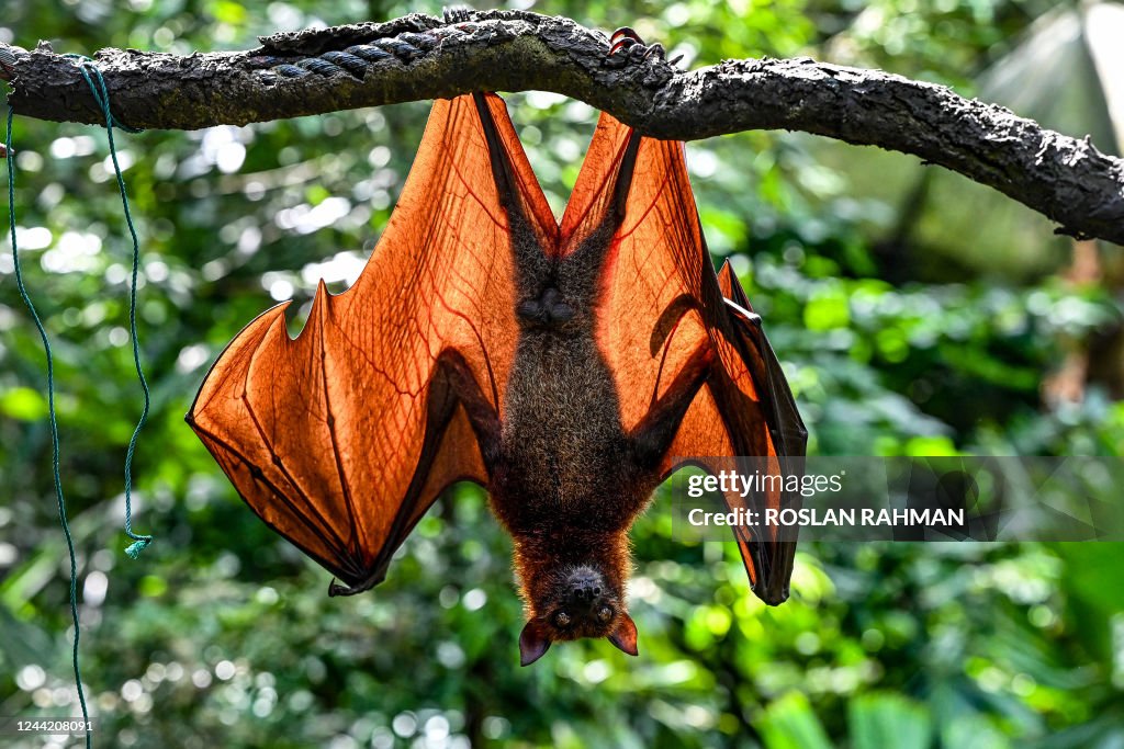 SINGAPORE-ANIMAL-ZOO