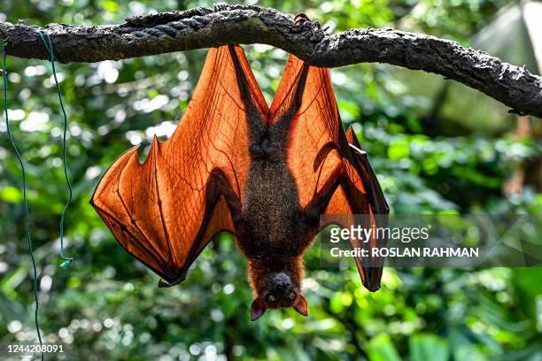 Malayan flying fox hangs on a branch at Singapore Zoo fragile forest biodome in Singapore on October 25, 2022.