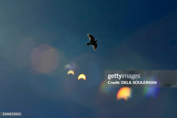 Pigeon flies in the sky above Qamishli in northeastern Syria on October 25, 2022 during a partial solar eclipse, reflected in the camera lens flare....