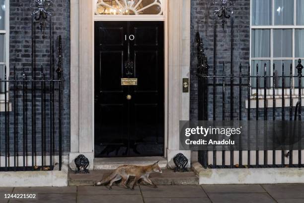 Red fox runs in front of 10 Downing Street as Britain's new Prime Minister Rishi Sunak appoints his first Cabinet of Ministers in London, United...