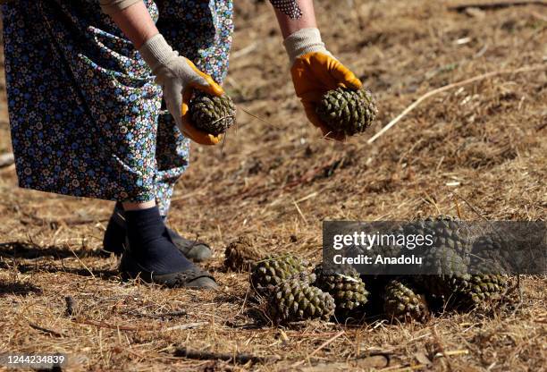 Woman collets pinecones in Bergama district of Izmir, Turkiye on October 20, 2022.