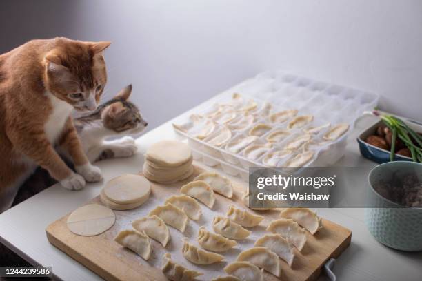 the cat looking at the dumplings - prettyface stock pictures, royalty-free photos & images