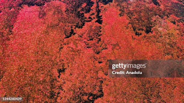 An aerial view of cranberry farm as the harvest season comes to an end in Brest Region which is 350 kilometers to capital Minsk of Belarus on October...