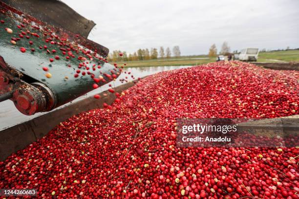 View from the cranberry farm as the harvest season comes to an end in Brest Region which is 350 kilometers to capital Minsk of Belarus on October 26,...