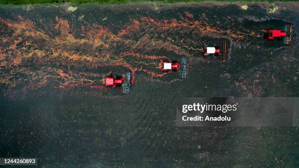 An aerial view of cranberry farm as the harvest season comes to an end in Brest Region which is 350 kilometers to capital Minsk of Belarus on October...