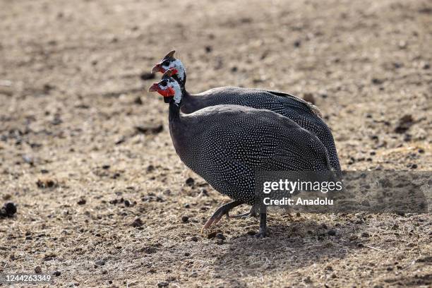 Helmeted guineafowls are seen at Safari West in Santa Rosa of Sonoma County, California, United States on October 26, 2022. Safari West Wildlife...
