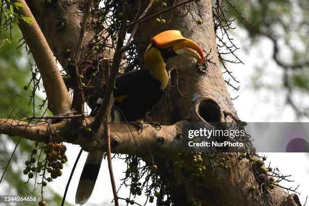 Hornbill bird sits on the branch of a tree in Kaziranga National Park in Nagaon District of Assam ,india on Oct 27,2022 .