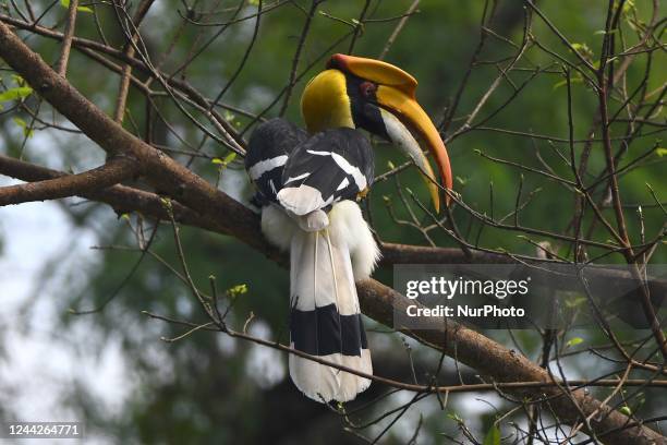 Hornbill bird sits on the branch of a tree in Kaziranga National Park in Nagaon District of Assam ,india on Oct 27,2022 .