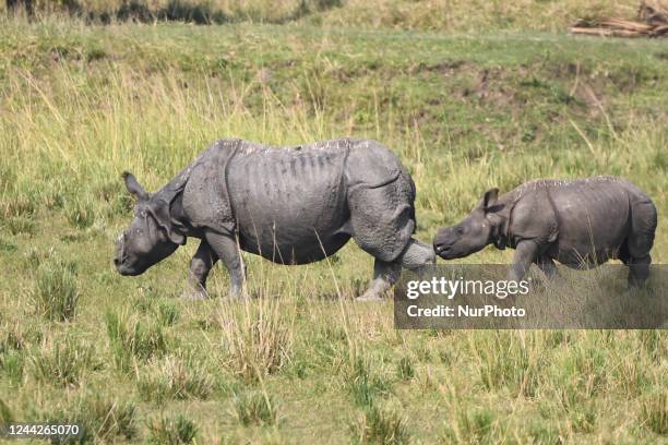 One horn rhino seen graze inside Burapahar Range of Kaziranga National Park in Nagaon District of Assam , india on Oct 27,2022.