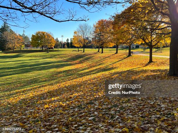 Colourful trees during the Autumn season in Toronto, Ontario, Canada, on October 27, 2022.