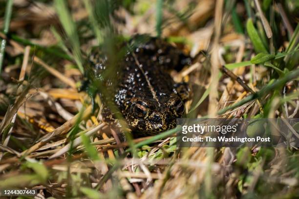 Dixie Valley toad is seen around the hot spring-fed wetland in the Dixie Valley in Fallon, NV, Wednesday, May 4, 2022.