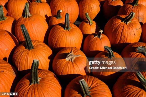 October 18: Pumpkins are displayed for sale at a farm on October 18, 2022 in MAHWAH, NJ.