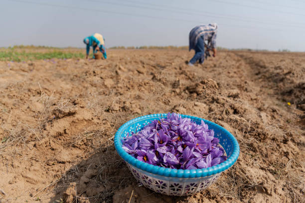 Collected basket of saffron flowers seen as women harvest them at a saffron field in Pampore. Kashmir is known for its high-quality saffron, a spice...