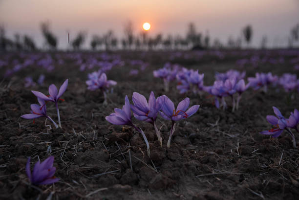 View of blooming saffron flowers during sunset in Pampore. Kashmir is known for its high-quality saffron, a spice derived from the crocus flower....