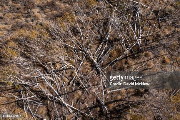 In an aerial view, dead aspen trees are seen above drought-shrunken Grant Lake as the fall color season comes to an end with a rare third year of La...