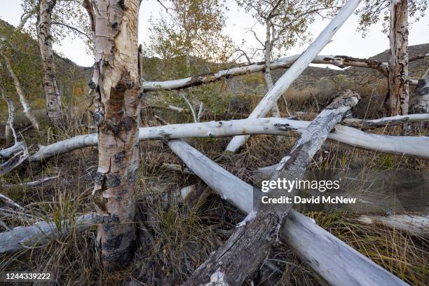 Dead aspen trees are seen at drought-shrunken Grant Lake as the fall color season comes to an end with a rare third year of La Niña expectedly...