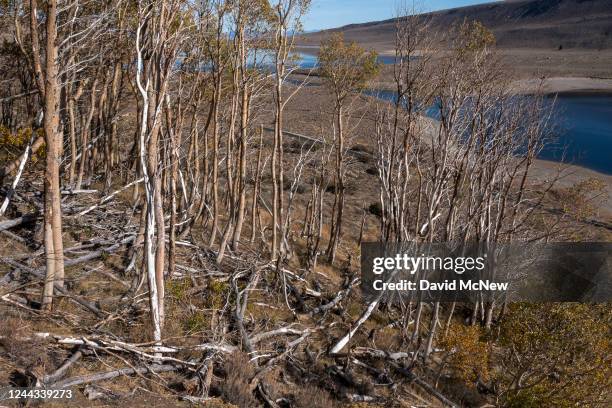 In an aerial view, dead aspen trees are seen above drought-shrunken Grant Lake as the fall color season comes to an end with a rare third year of La...