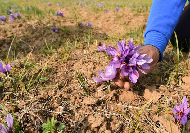 Farmers in Pampore pluck saffron flowers, on October 30, 2022 in Srinagar, India.