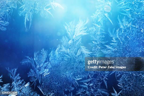 frosted glass background - winter flowers stock pictures, royalty-free photos & images