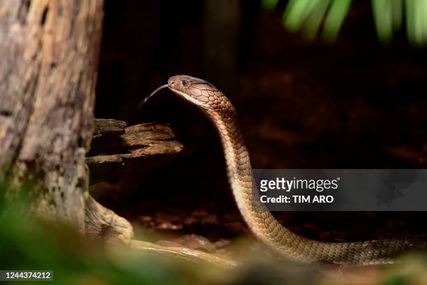 The king cobra named 'Sir Vaas' and later renamed 'Houdini' is pictured in his terrarium at Skansen Zoo after being on the run for a week, in...