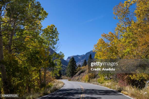 Fall foliage view in Lundy Canyon of Mono County, California, United States on October 24, 2022.