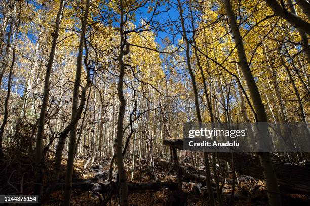 Fall foliage view in Lundy Canyon of Mono County, California, United States on October 24, 2022.