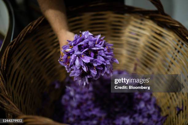 Worker scoops freshly picked saffron flowers from a basket ready for separating the stigma from the petals in Krokos, near Kozani, Greece, on Friday,...