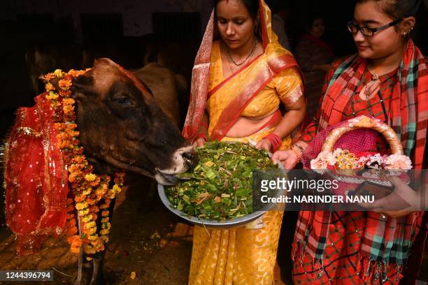 Devotees feed a cow during the Gopashtami festival dedicated to Hindu deity Krishna and cows, in Amritsar on November 1, 2022.