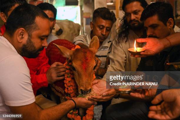 Devotees worship a calf during the Gopashtami festival dedicated to Hindu deity Krishna and cows, in Amritsar on November 1, 2022.