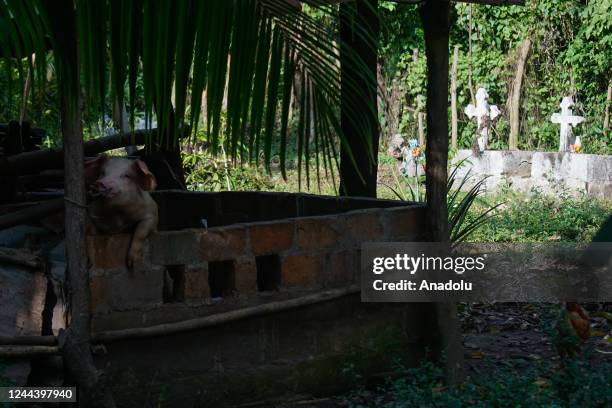 Pig is seen in front of people graves buried in the backyard of their house, within the framework of the Day of the Dead, in the municipality of...