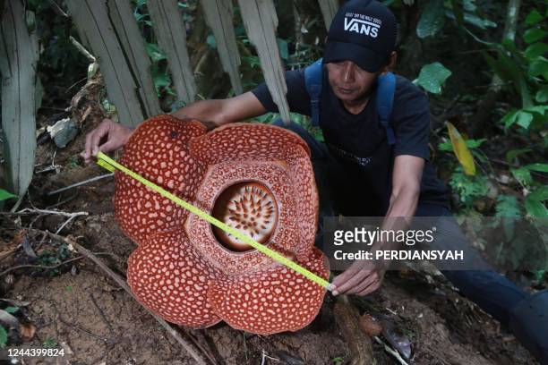 An official takes measurements of the blooming Rafflesia Arnoldi flower at the Rafflesia Arnoldi flower conservation center, in Pematang Kota Agung...