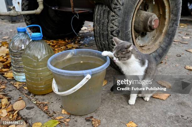 Cat sits by a bucket of water that is being delivered by a farmer to local residents as the urban-type settlement close to the front line has had no...