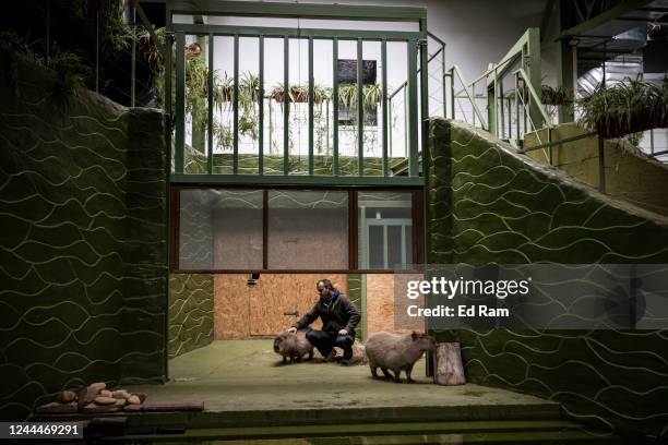 Zoo worker pets capybaras XII Misyatsiv Zoo on November 3, 2022 in Demydiv, Ukraine. The zoo animals have been traumatized from shelling in the early...