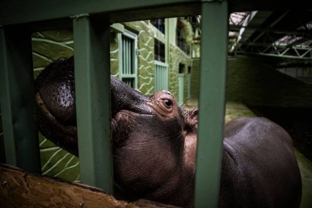 UKR: Traumatised Zoo Animals In War-Torn Ukraine Feel The Winter Cold