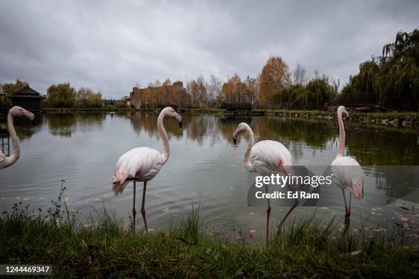 Flamencos stand in XII Misyatsiv Zoo on November 3, 2022 in Demydiv, Ukraine. The zoo animals have been traumatized from shelling in the early days...