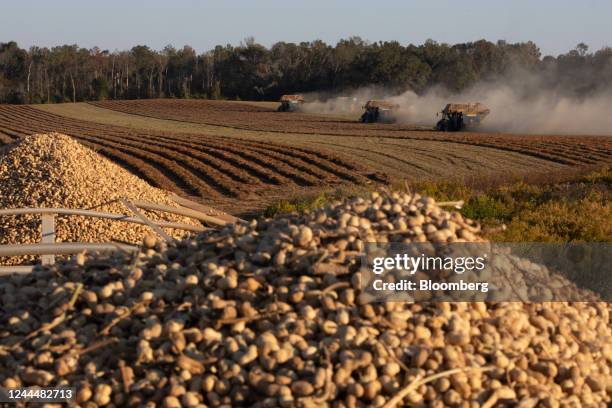 Piles of peanuts during a harvest at a farm in Bronwood, Georgia, US, on Thursday, Oct. 27, 2022. Peanut production is forecast at 5.85 million...