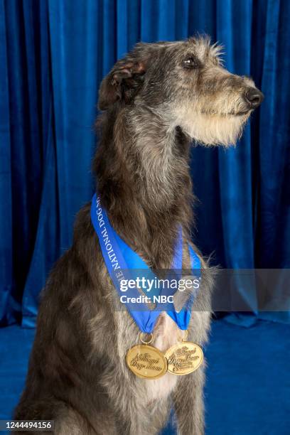 Deerhound High Tops Deerhound High Tops