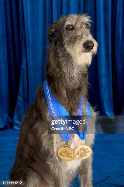 Deerhound High Tops Deerhound High Tops