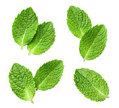 Collection of delicious fresh mint leaves on white