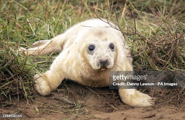 Grey seal pup, at the Donna Nook National Nature Reserve in north Lincolnshire, where grey seals come every year in late October, November and...