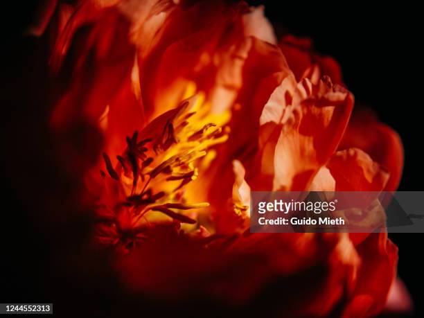 red rose in full blossom. - burning rose stock pictures, royalty-free photos & images