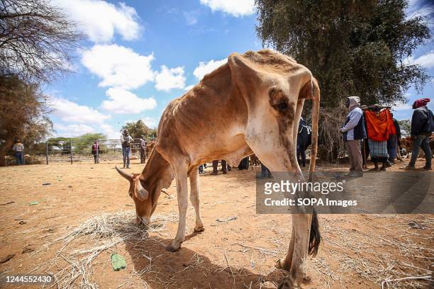Weak and emaciated cow eats hay at the livestock market in Ilbisil settlement. Kenya is experiencing the worst drought in 40 years due to the...